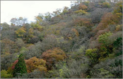 tottori_kanko_135.jpg